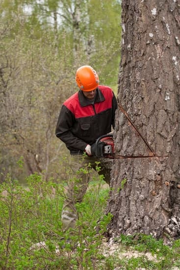 a forestry worker cutting a tree